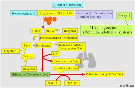 1.3 bilirubin in adult female.